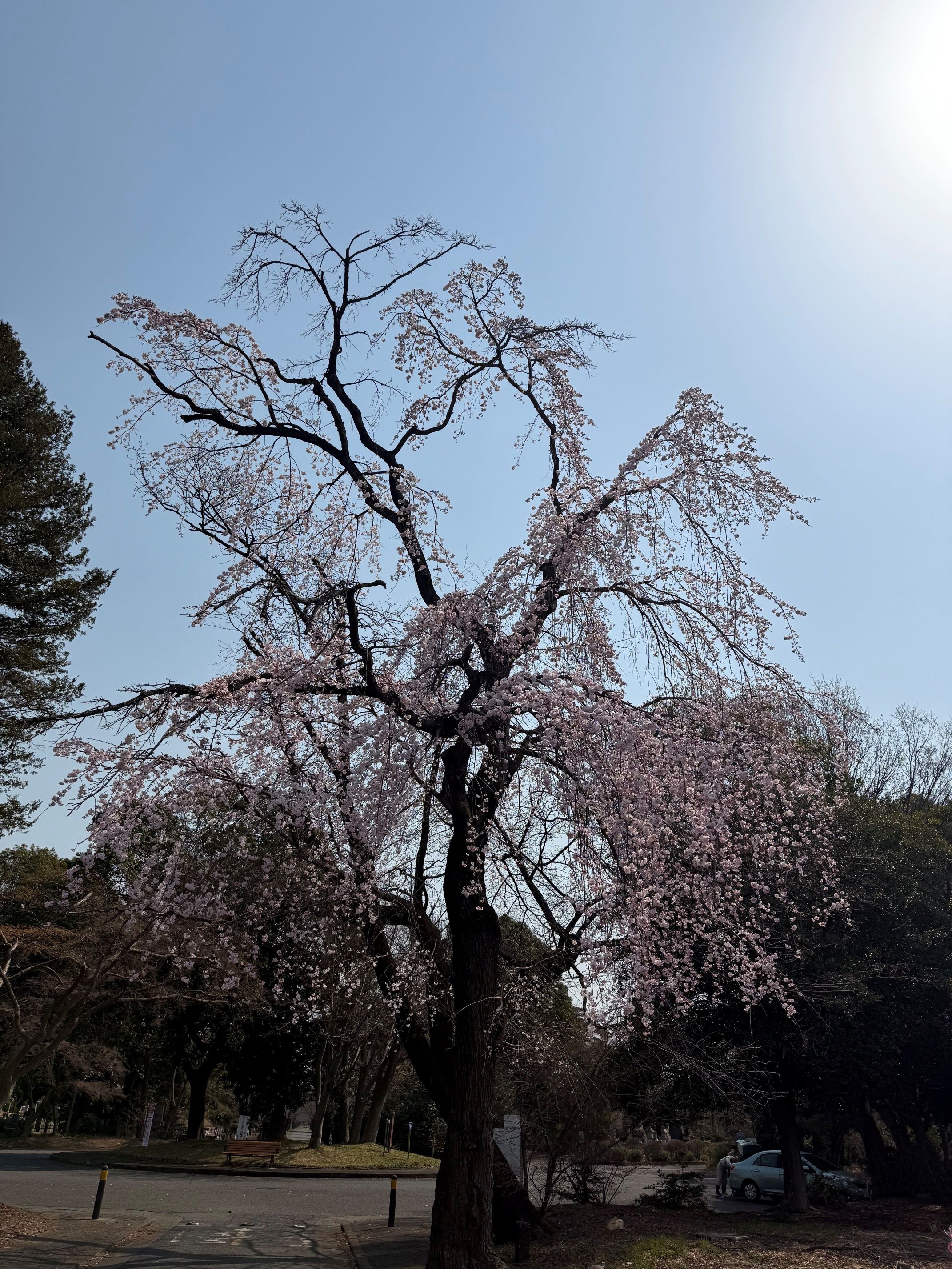 桜の季節ですね